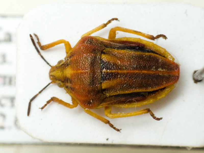 Tholagmus breviceps Jakovlev, 1883